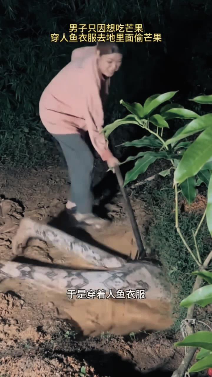 男子只因想吃芒果,穿人鱼衣服去地里面偷芒果,结果被女主人发现了