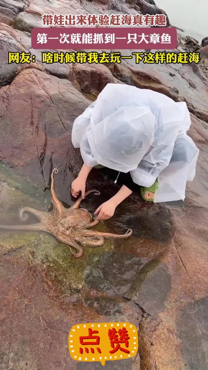 带娃出来体验赶海真有趣，第一次就能抓到一只大章鱼