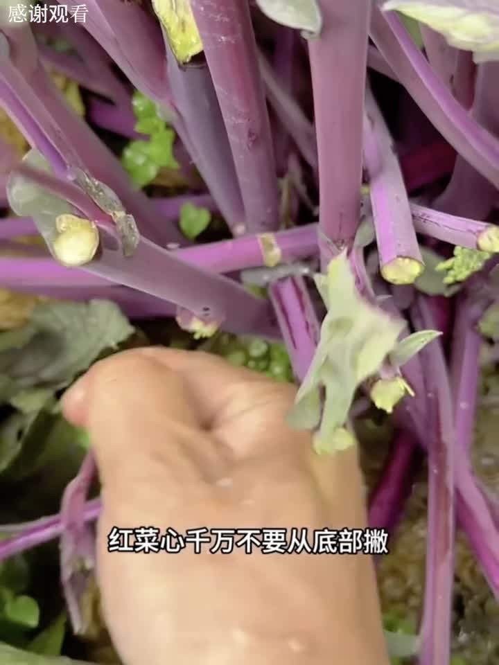 憋红菜心小技巧