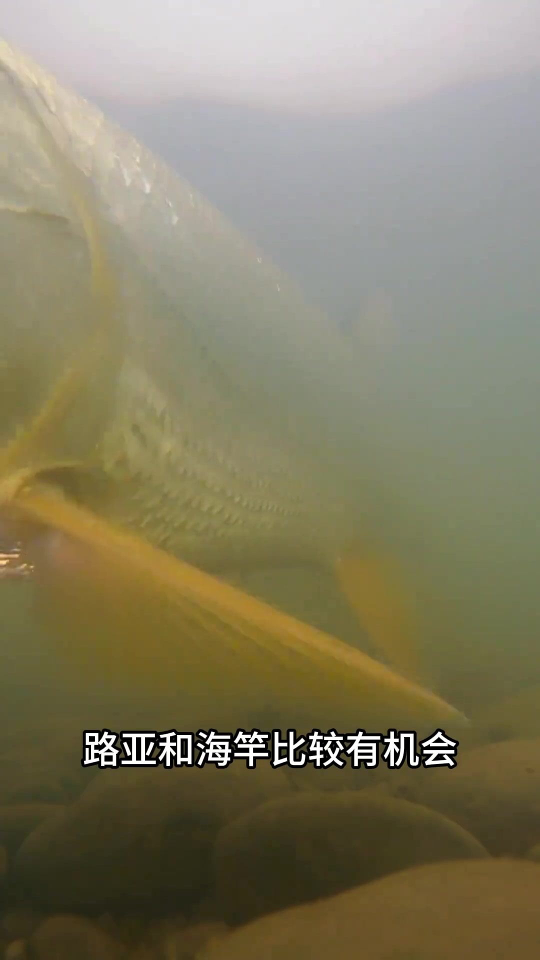 国内常见淡水鱼大合集，能认识一半的算是专业钓鱼佬？