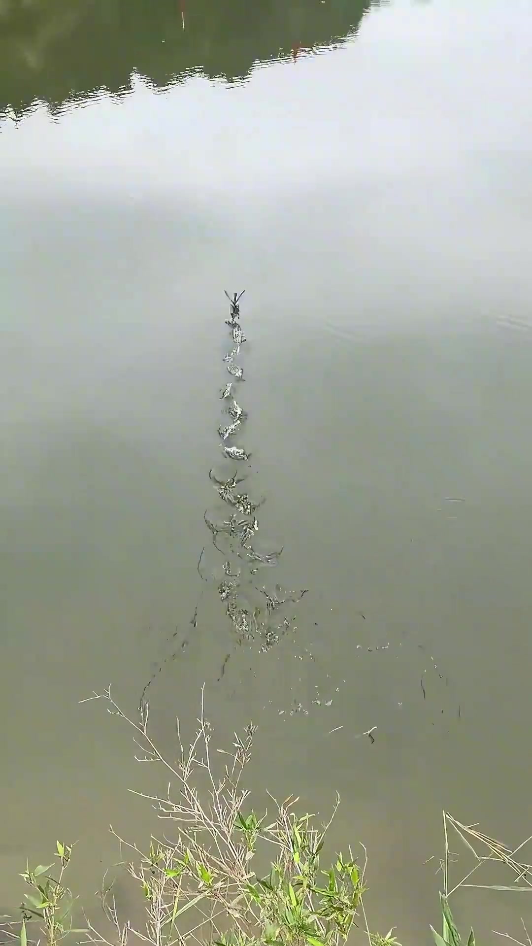 带你认识20种不同的鸭子，哪些是保护动物不能吃