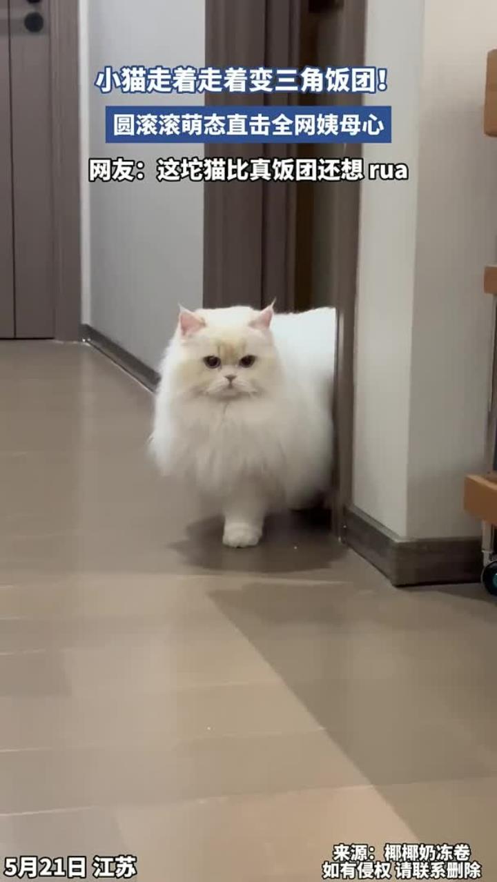 小猫走着走着变三角饭团！圆滚滚萌态直击全网姨母心，太可爱了