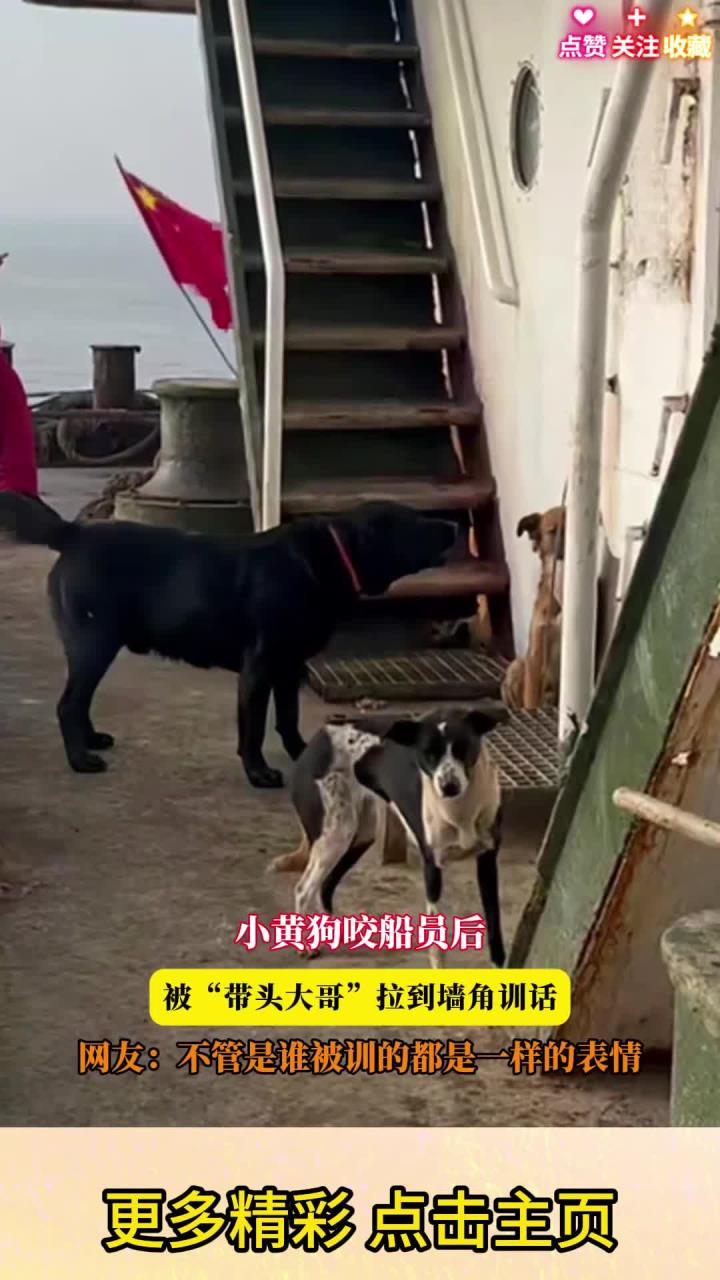 小黄狗咬船员后，被“带头大哥”拉到墙角训话，网友：不管是谁被训的都是一样的表情