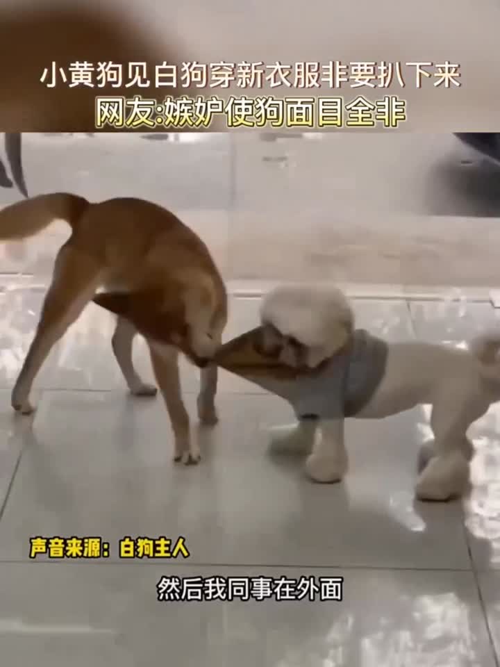 小黄狗见白狗穿新衣服非要扒下来，网友 -嫉妒使狗面目全非