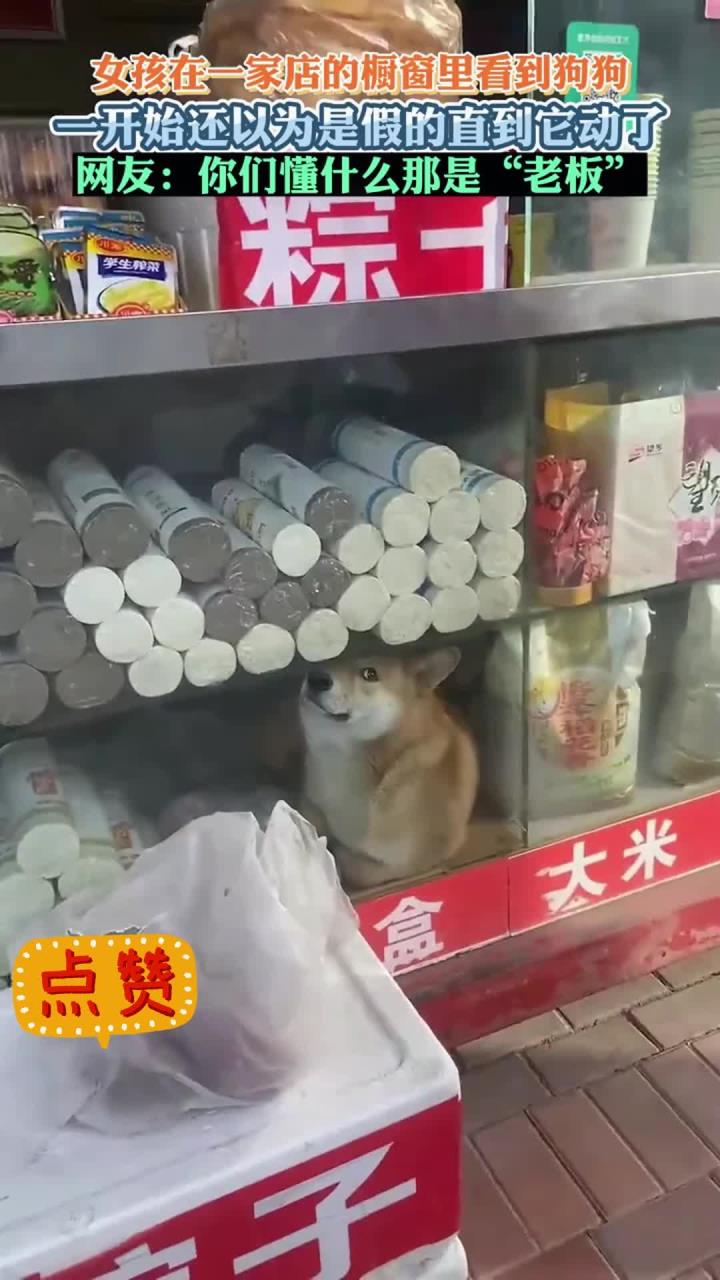 女孩在一家店的橱窗里看到狗狗 网友:你们懂什么那是“老板”