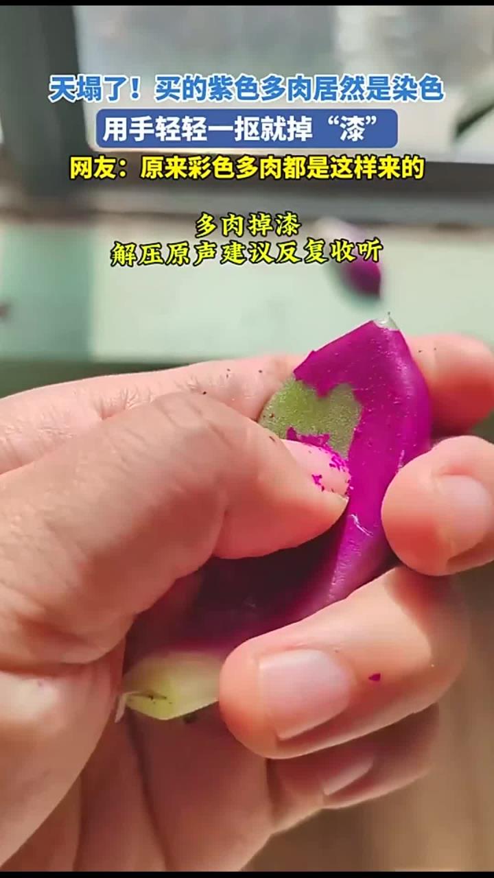 天塌了!买的紫色多肉居然是染色,用手轻轻一抠就掉“漆”。网友:原来彩色多肉都是这