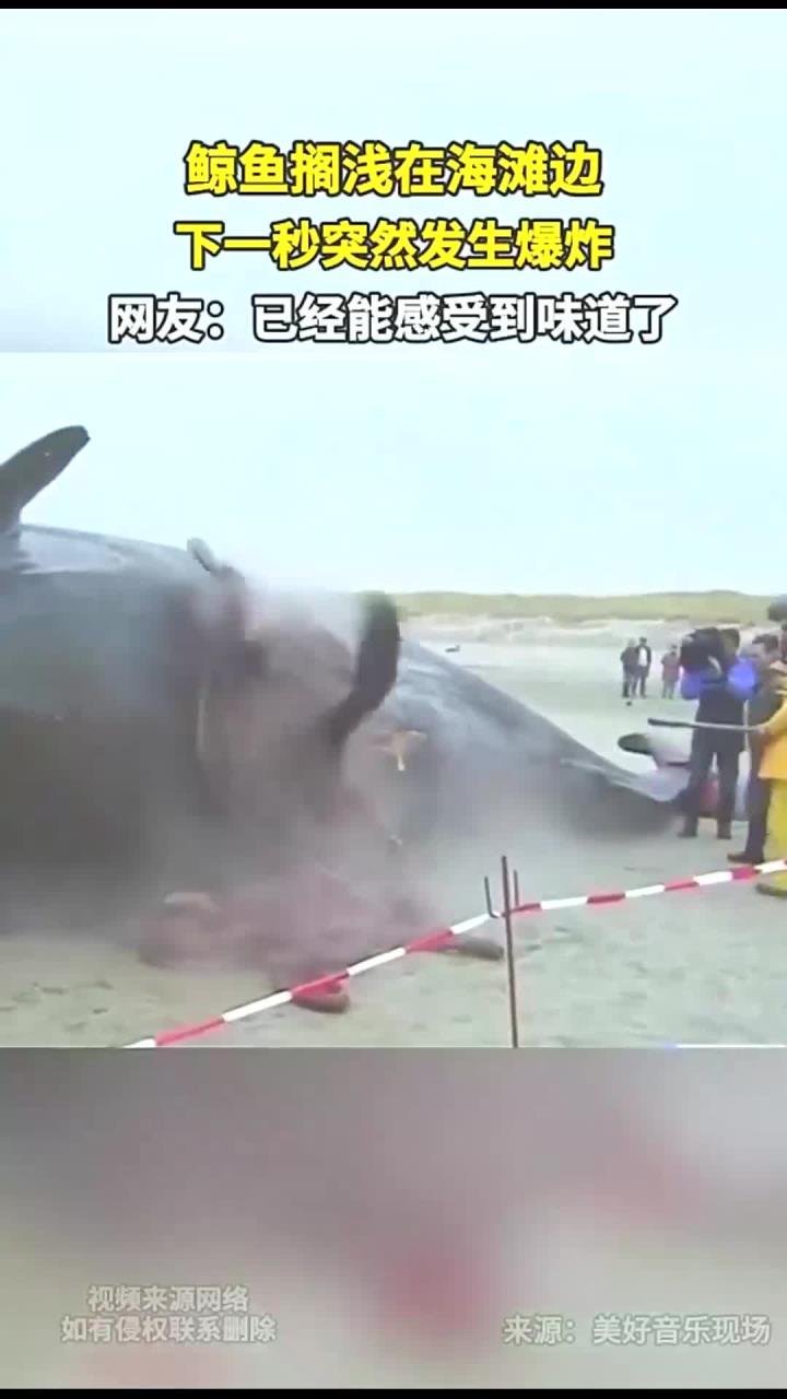 鲸鱼搁浅在海滩边 下一秒突然发生爆炸 网友:已经能感受到味道了