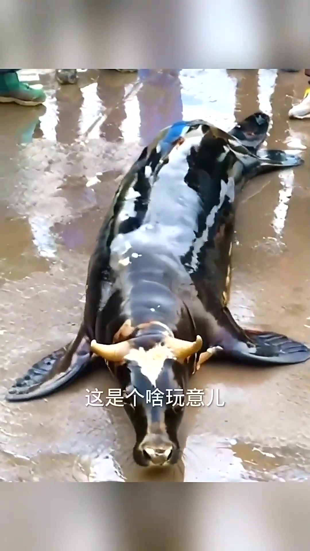  什么怪兽?这家伙估计是水里的!
