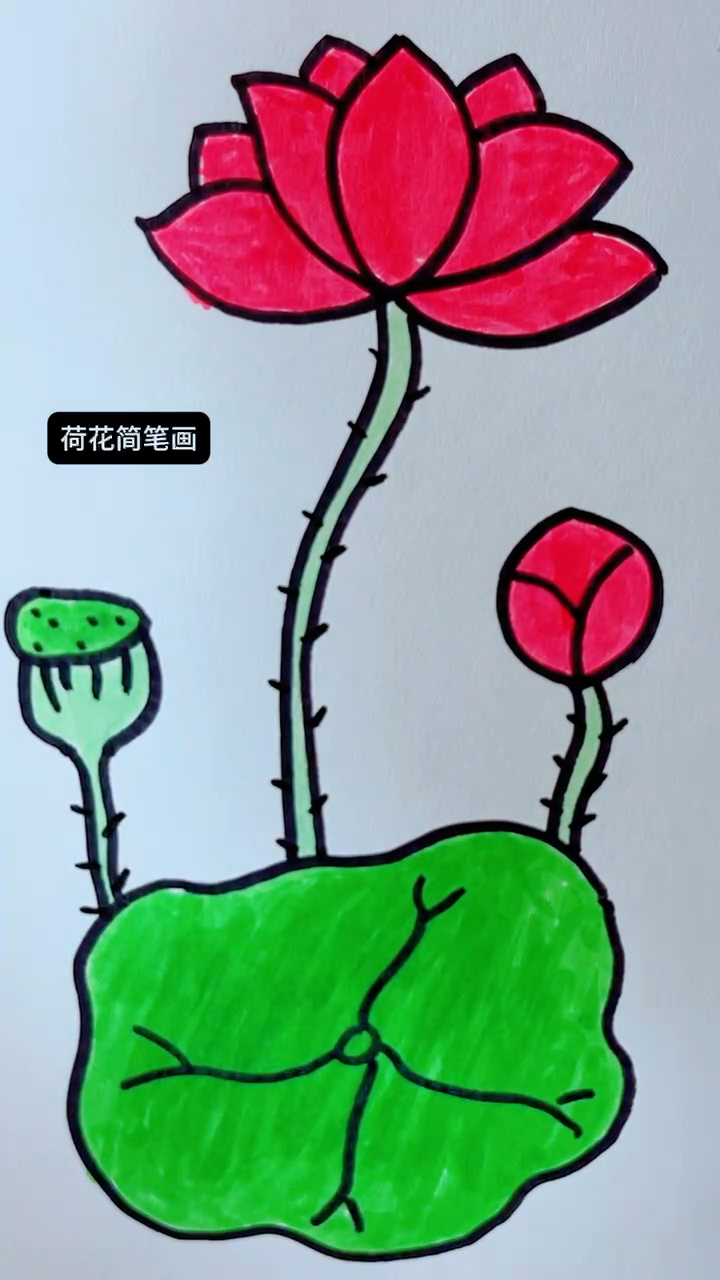 美丽的荷花简笔画