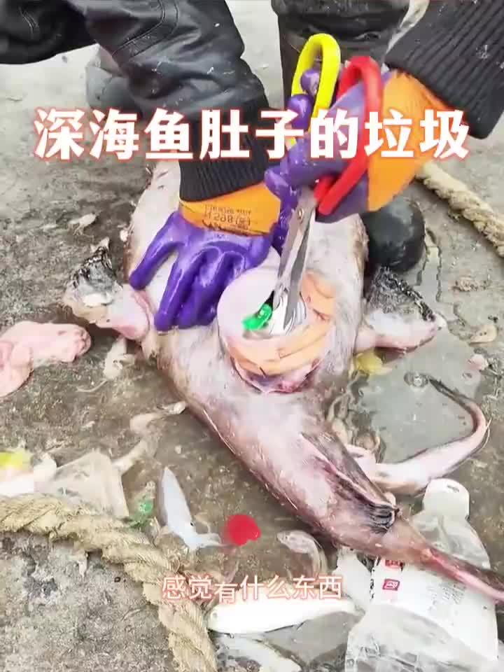 深海鱼肚子的垃圾,真是不可思议
