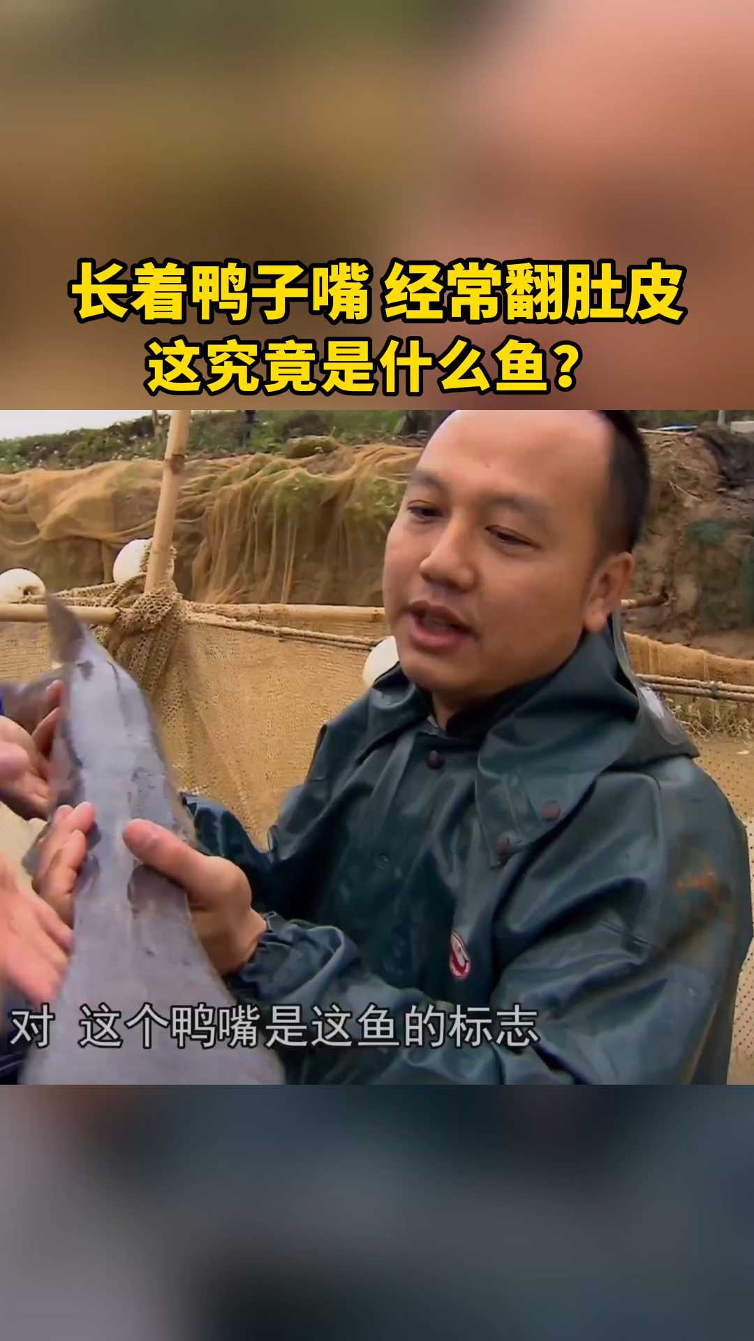 长着鸭子嘴 经常翻肚皮 这究竟是什么鱼?