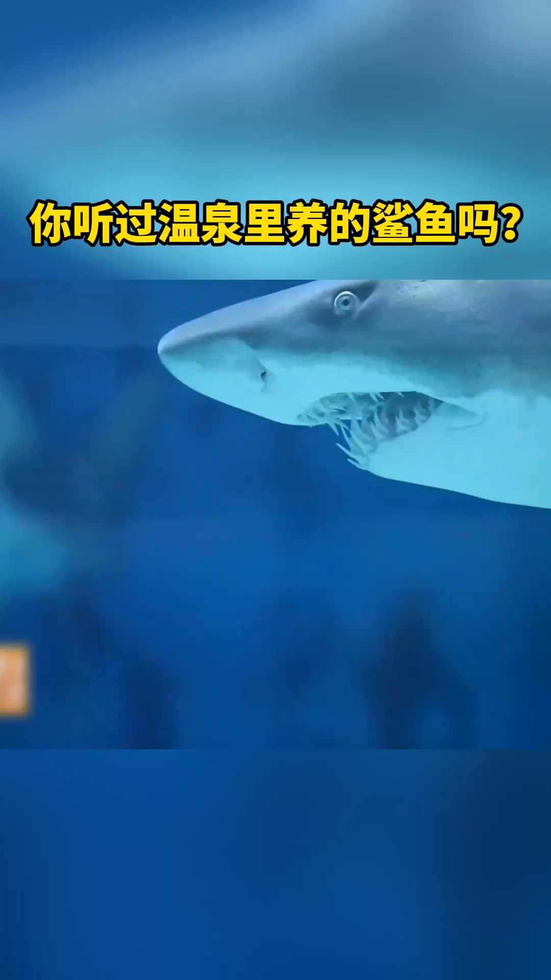 你听过温泉里养的鲨鱼吗？