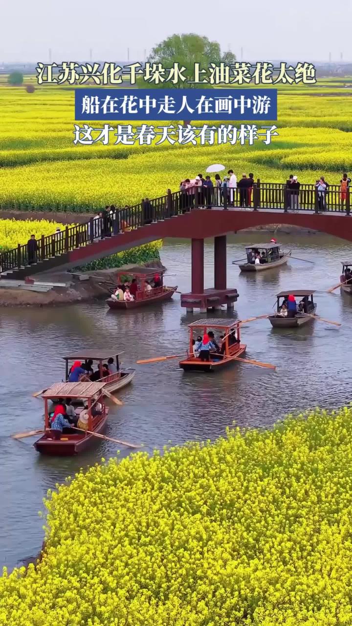 江苏兴化千垛水上早春油菜花太绝，船在花中走人在画中游，这才是春天该有的样子！