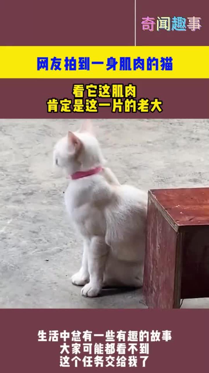 网友拍到一身肌肉的猫,看它这肌肉,肯定是这一片的老大