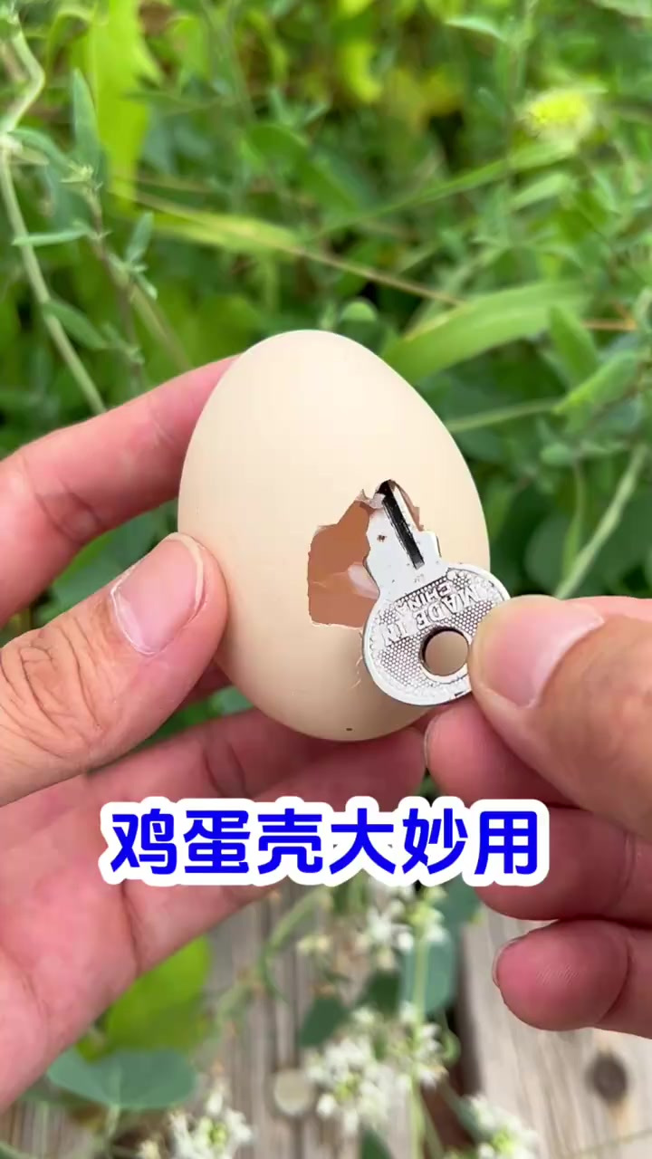 鸡蛋壳还有大妙用