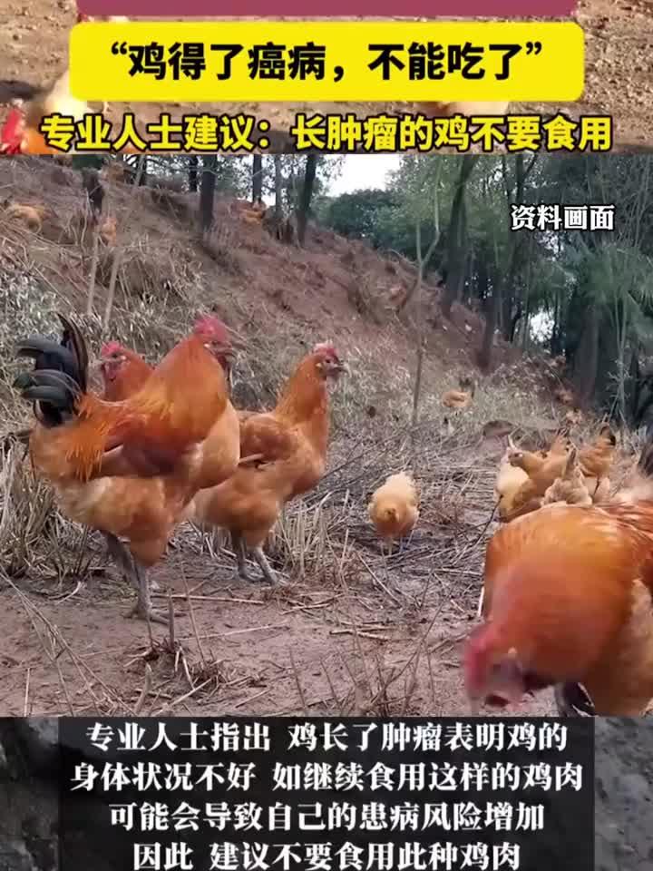杀鸡发现鸡长肿瘤,专家提醒:这种鸡肉不能吃!