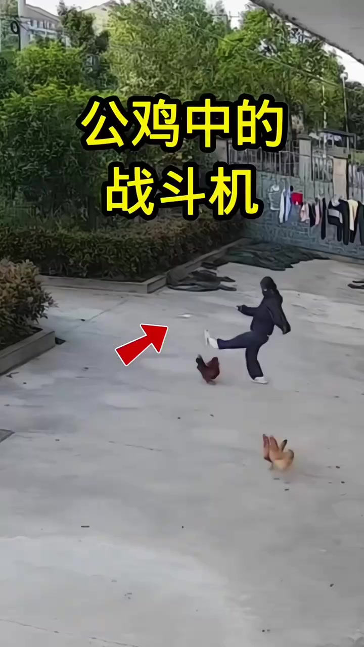 公鸡中的战斗机～
