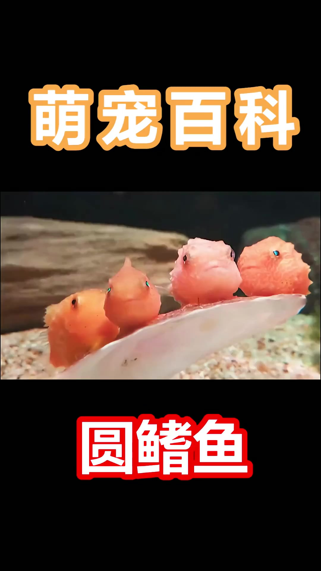 圆鼓鼓胖乎乎的小可爱，谁见了都爱，你见过这么可爱的鱼吗