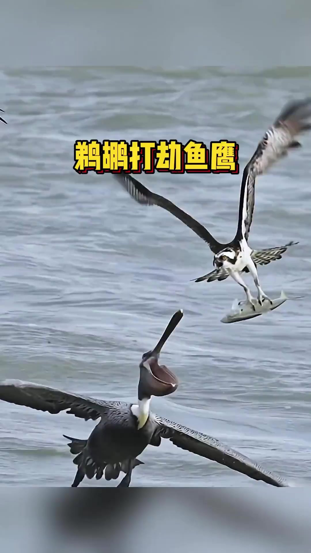 鱼鹰冒险潜入海里捕鱼，褐鹈鹕则准备着随时打劫