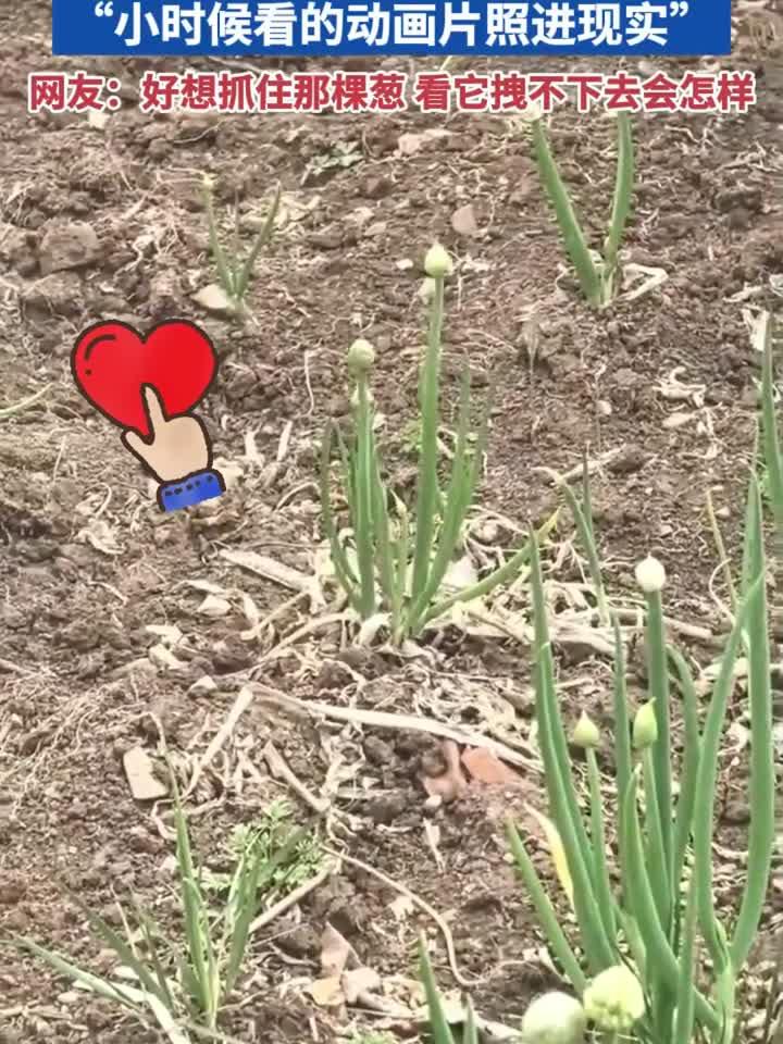菜园里上演一颗菜原地消失“小时候看的动画片照进现实”网友:好