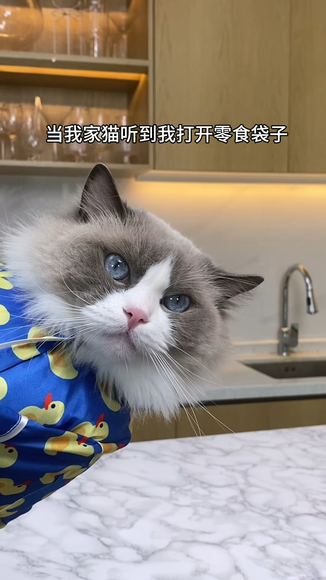 小猫Puff:我听见零食的声音了,就在附近!!