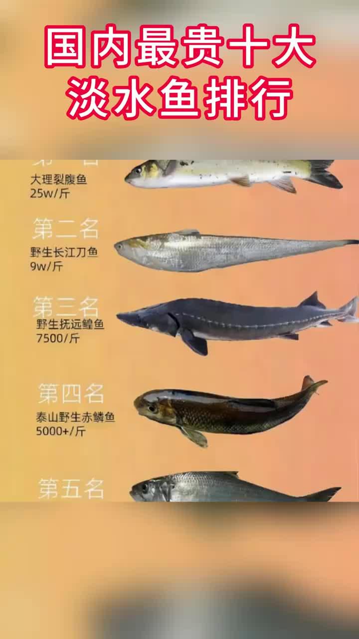 国内最贵十大淡水鱼排行