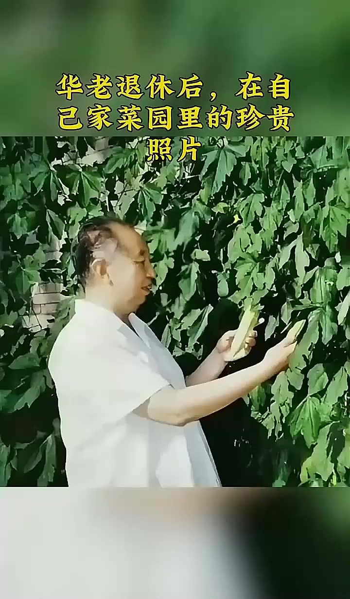 华老退休后,在自己家菜园里的珍贵照片,历史分享