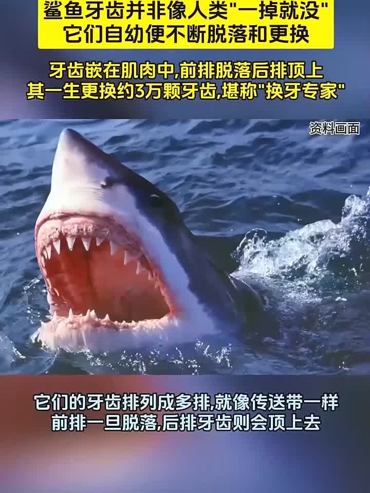 称霸海洋4亿年,终身“以牙还牙”!鲨鱼的牙齿究竟有什么秘密?
