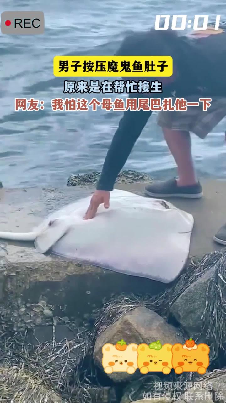 男子按压魔鬼鱼肚子,原来是在帮忙接生,网友:我怕这个母鱼用尾巴扎他一下