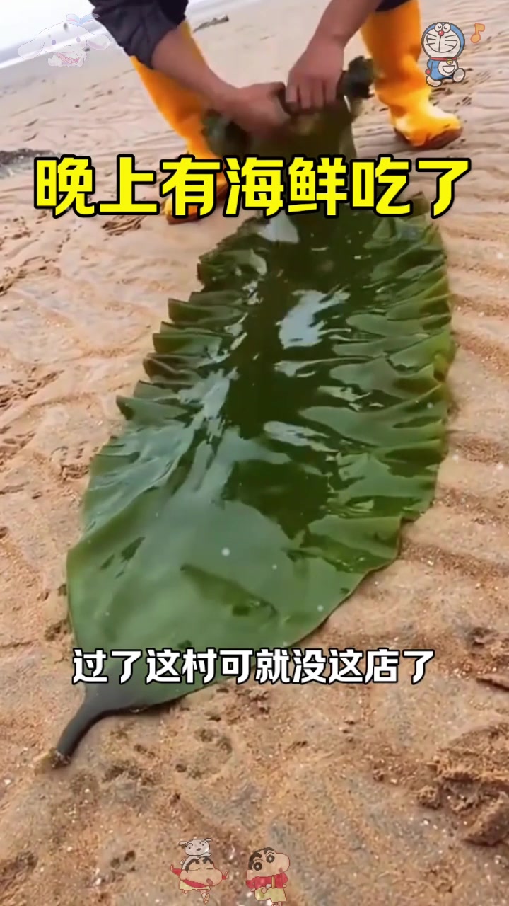  晚上有海鲜吃了!这么大个海带,煎饼卷大葱也不过如此了吧?