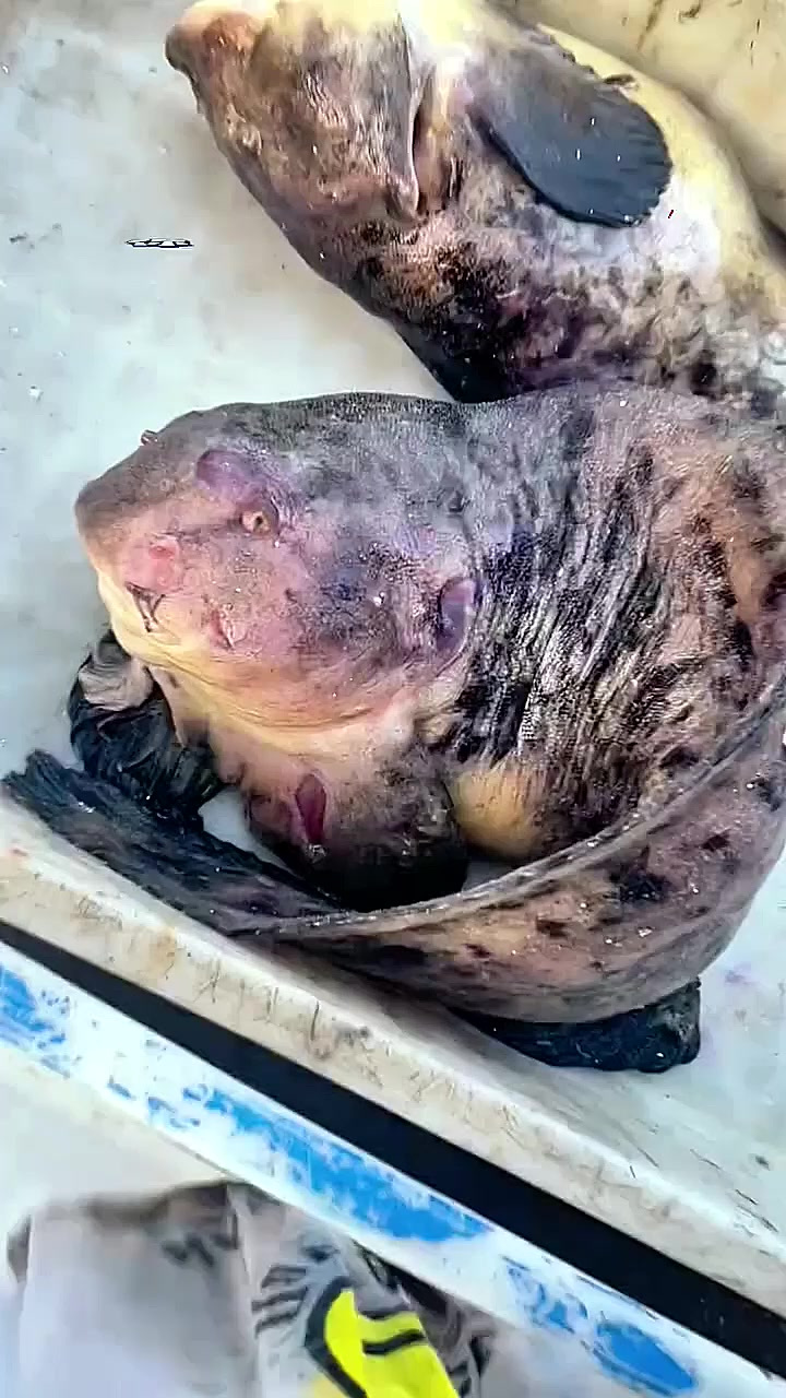 很多年没有钓到兔子鱼了,你们那里管它叫什么鱼呢