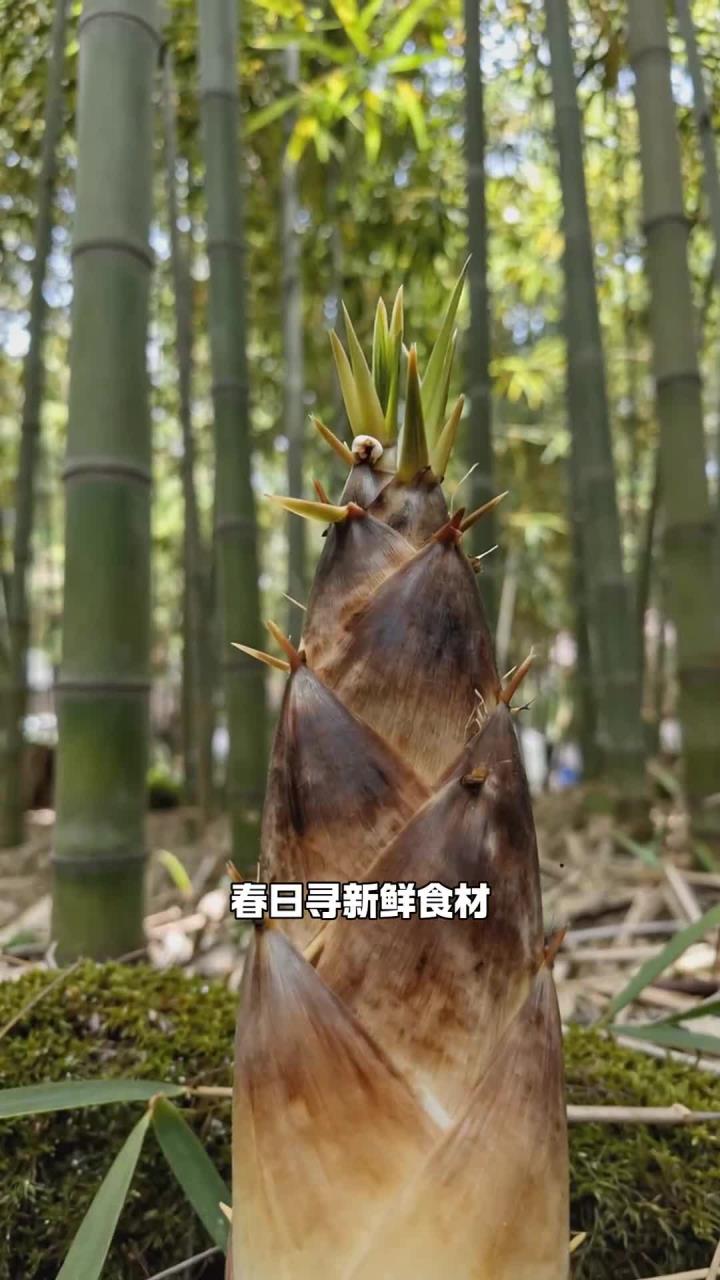 春日多食鲜春笋凉拌菜,清热化痰利水道,尝得山林清鲜味