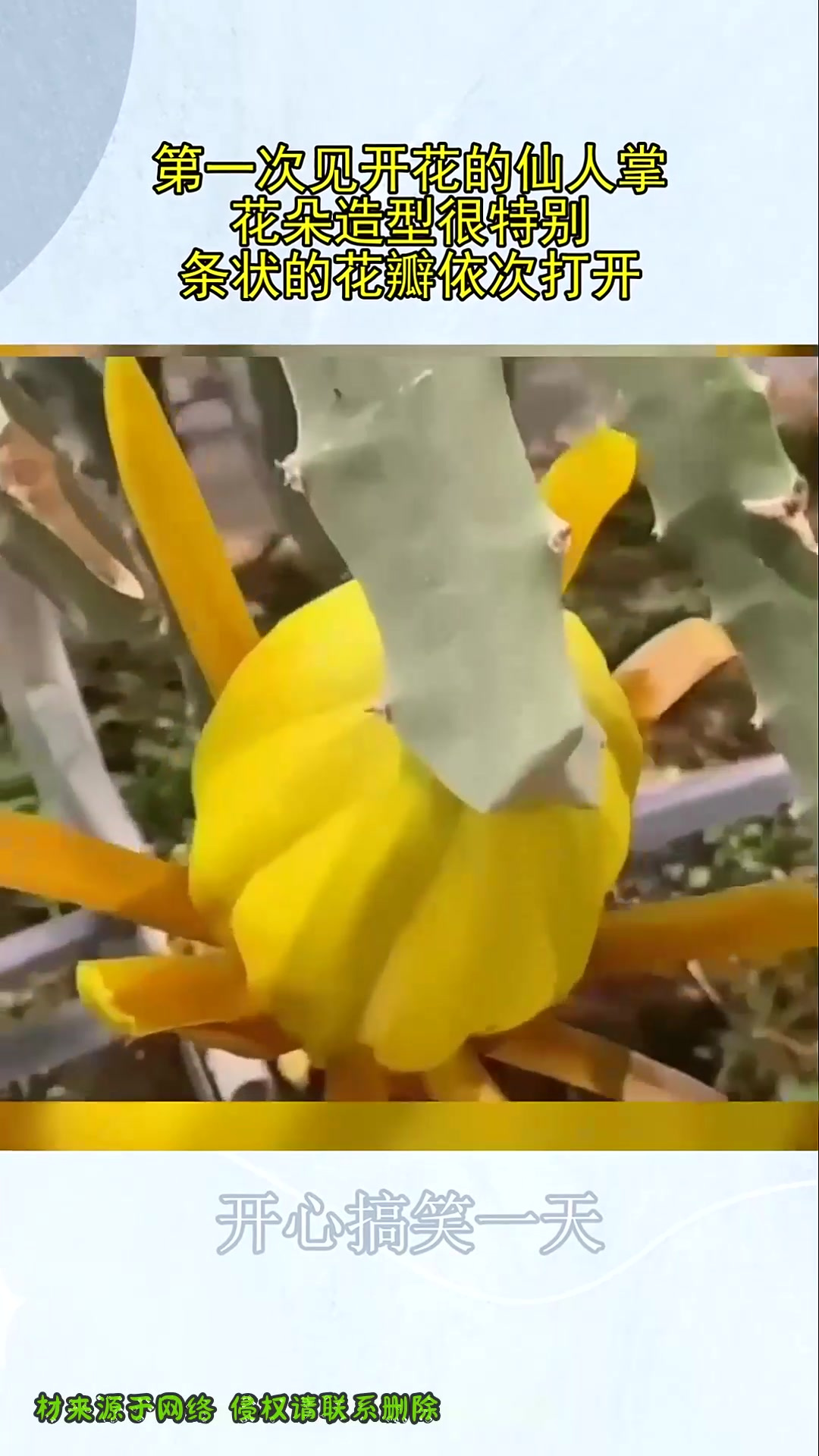 第一次见开花的仙人掌,花朵造型很特别,条状的花瓣依次打开