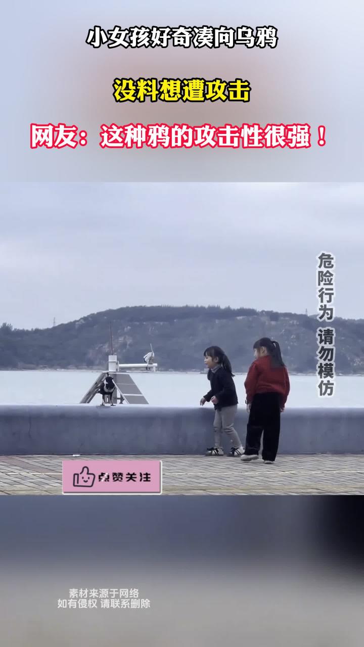 小女孩好奇接近乌鸦,没想到反被攻击,网友:这种鸦的攻击性很强