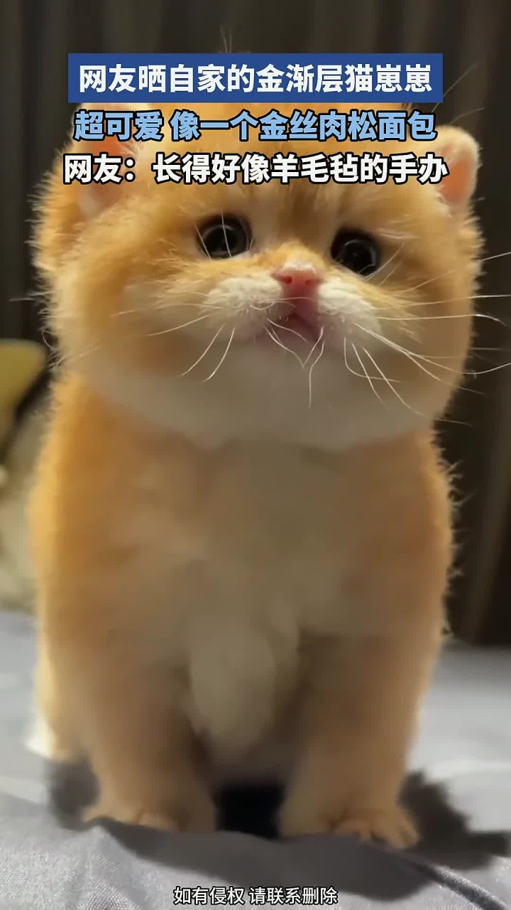 网友晒自家的金渐层猫崽崽,超可爱,像一个金丝肉松面包
