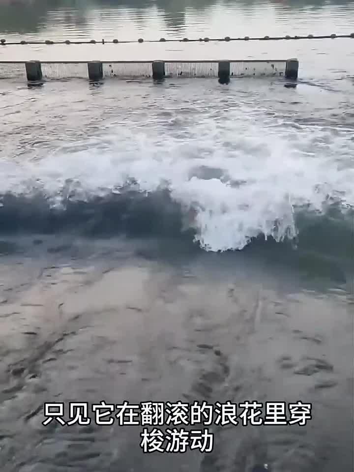 这么厉害的鲤鱼我还是第一次见