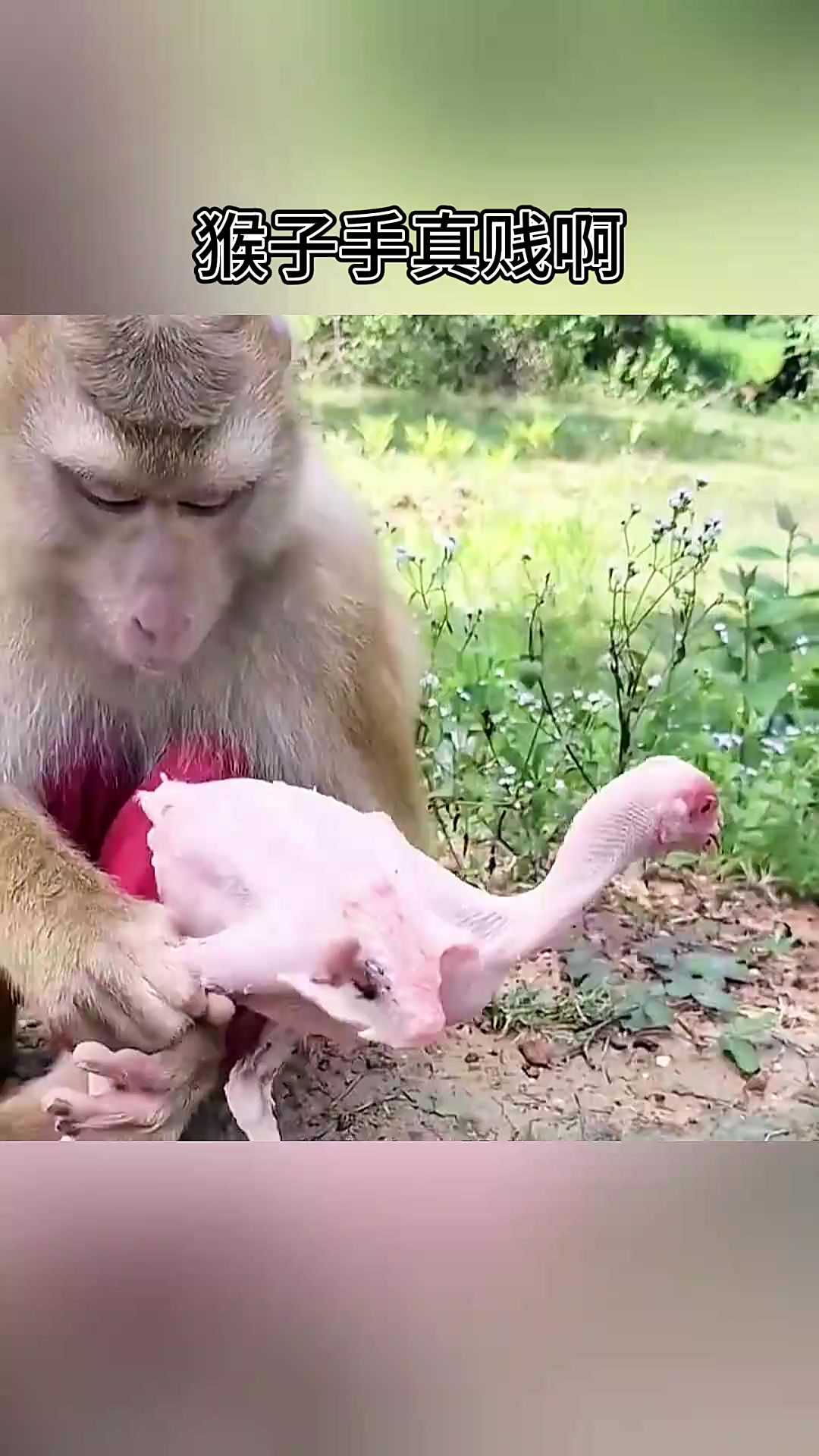 猴子手真贱啊，给鸡毛都拔没了