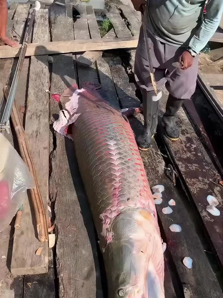 巨骨舌鱼鳞片有多坚硬？