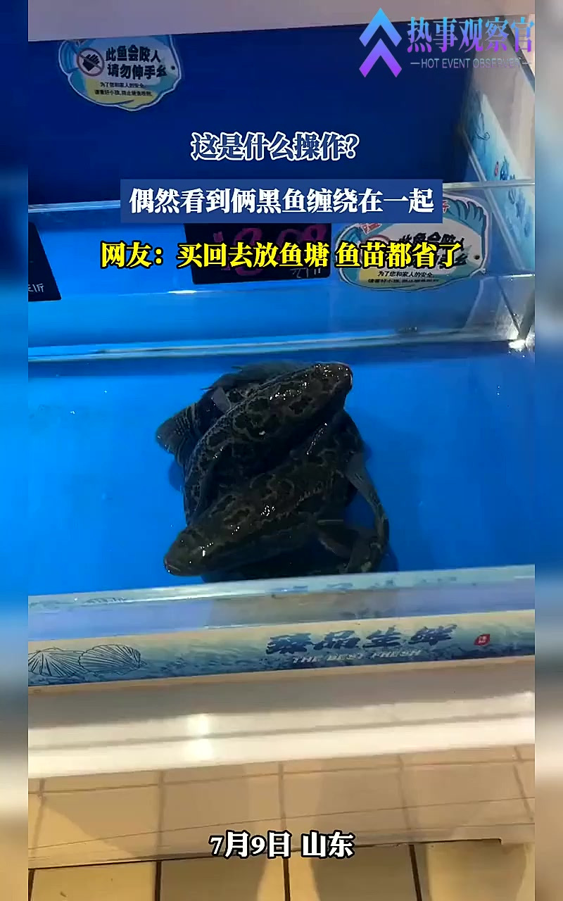 这是什么操作？偶然看到俩黑鱼缠绕在一起