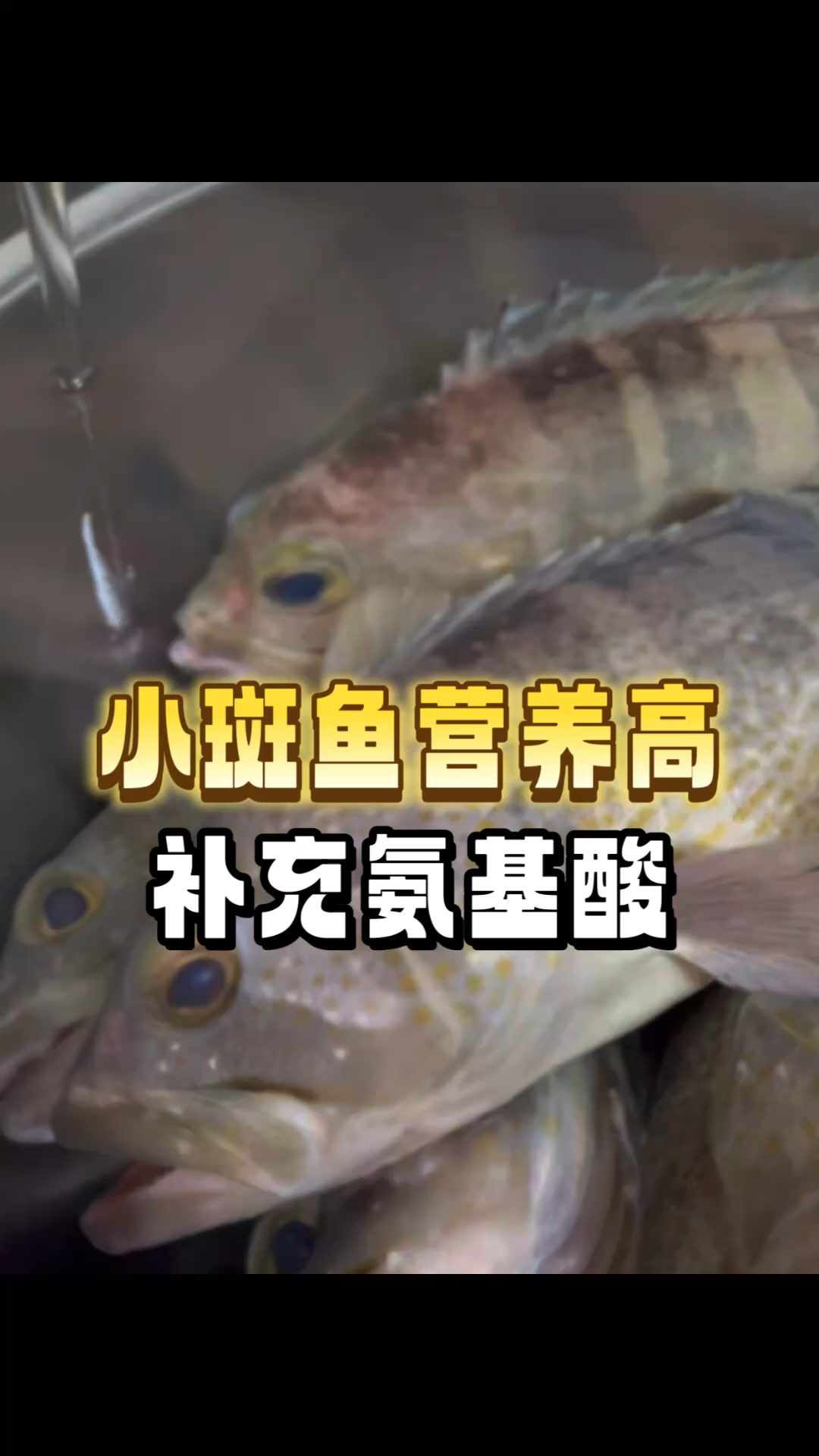 野生小石斑鱼品质无可挑剔。适合清蒸老幼皆可吃,不仅美味还可口