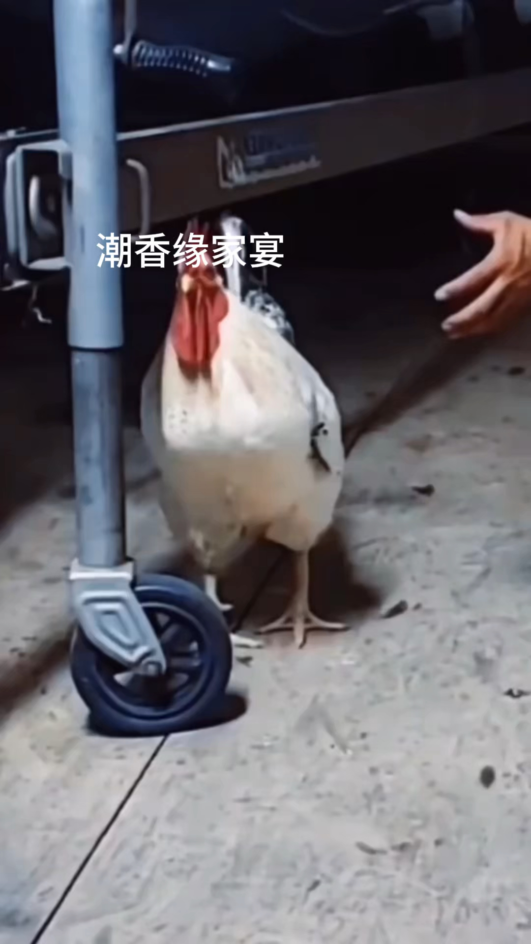 若生活待你如寒冬愿为您端上一碗沙鱼皮热汤,像阳光一样暖您心胃