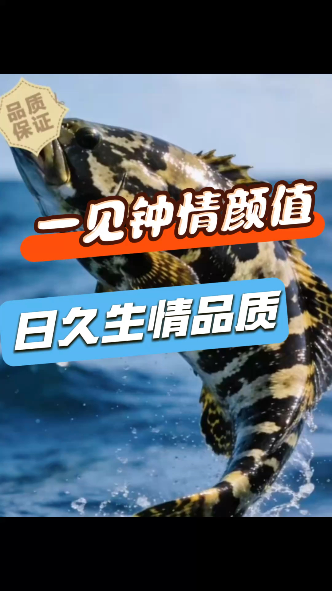 起片蒸虎斑鱼,不仅好吃,还不怕小骨刺。