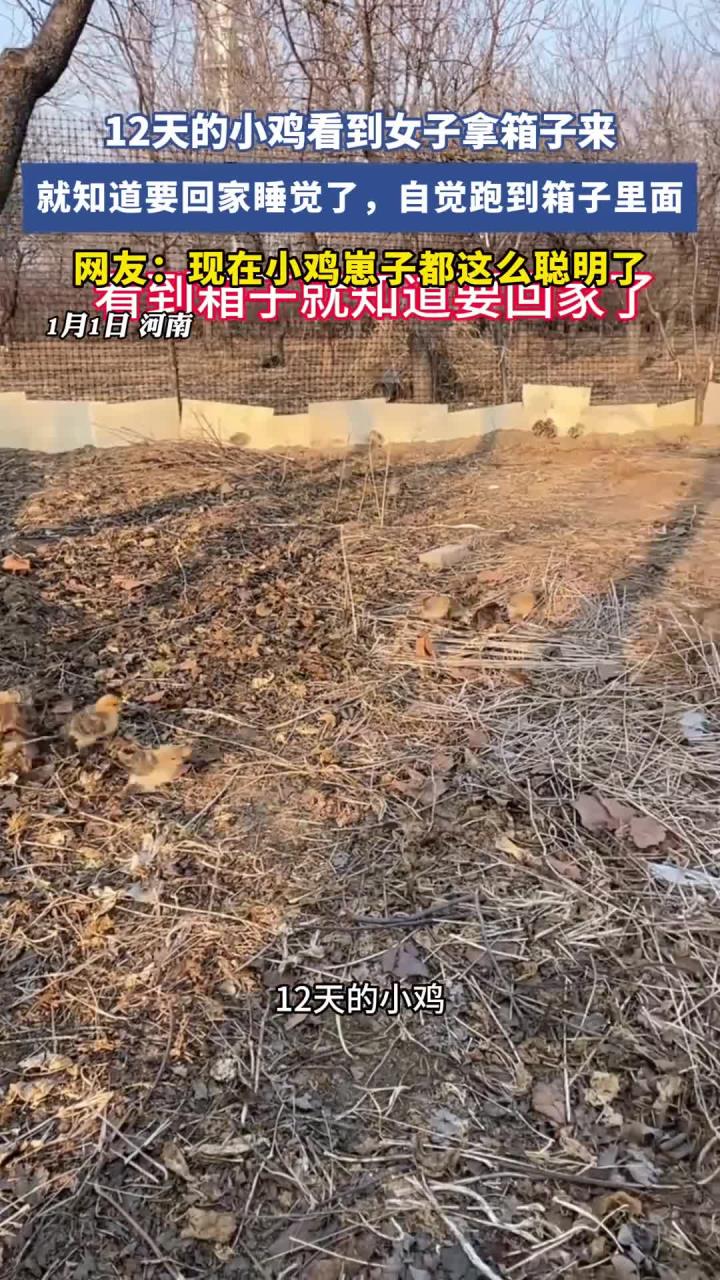 12天的小鸡看到女子拿箱子来就知道要回家睡觉了