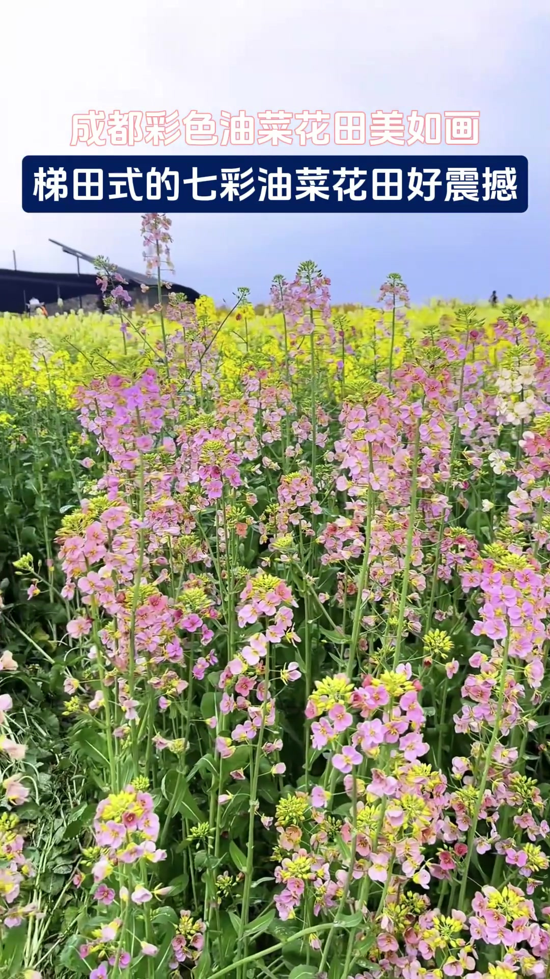 成都彩色油菜花田美如画,梯田式的七彩油菜花田好震撼