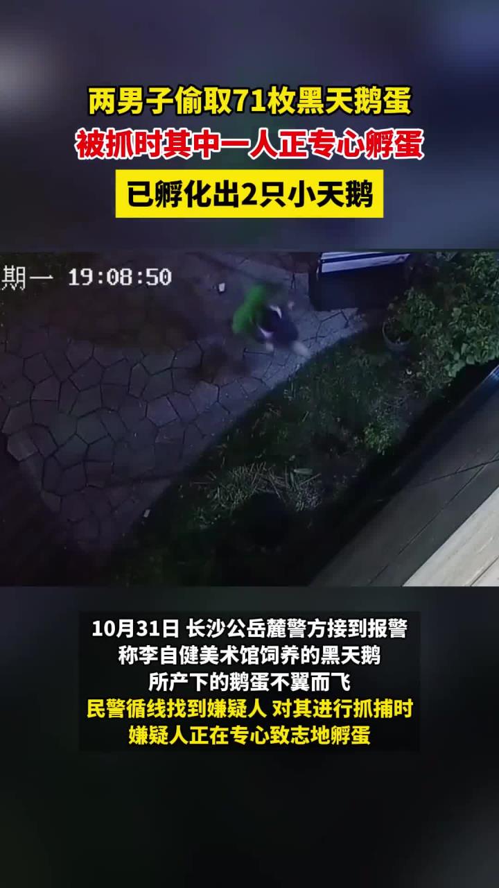 普法案例：两男子偷取71枚黑天鹅蛋，被抓时其中一人正专心孵蛋