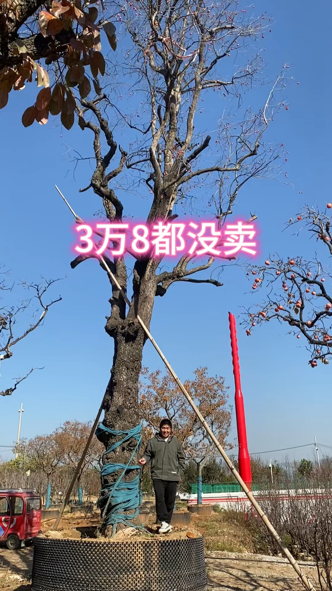 当年38000都不卖的一颗全冠柿子树,如今还能值多少