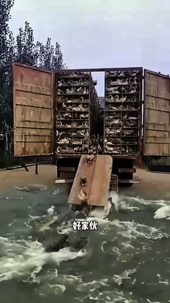 赶鸭子进鱼肚,太残忍了