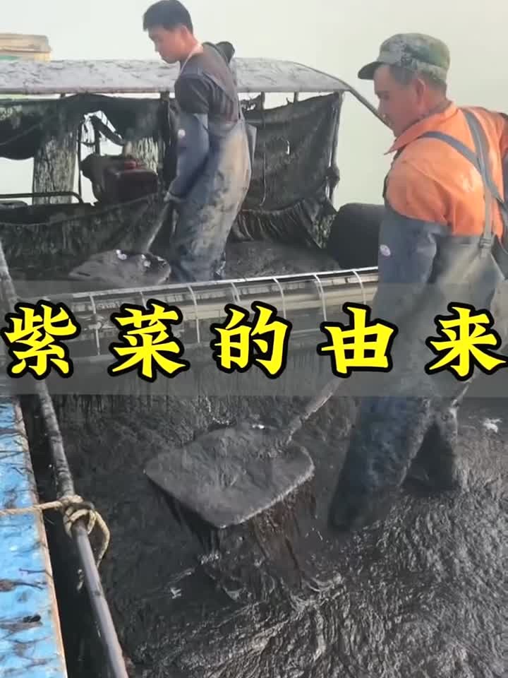 刚出水的紫菜原来长这样!