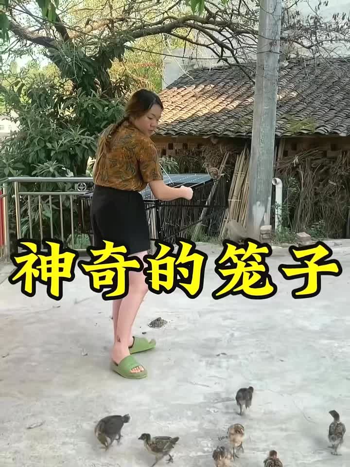 大姐的神奇笼子,撒把米就能轻松收回散养鸽子小鸡,太实用了!