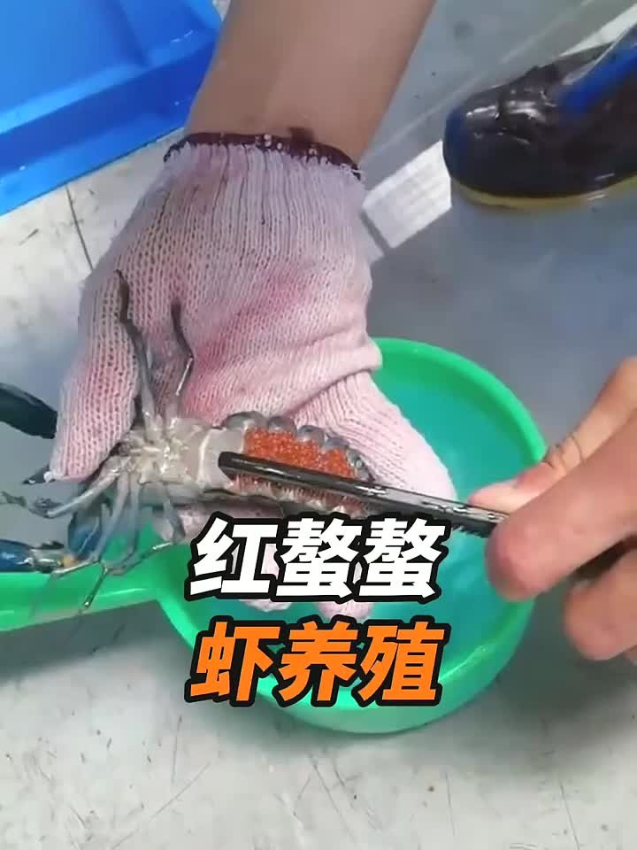 红螯螯虾养殖